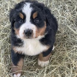 Brown Collar - Black rust and white male Bernese Mountain Dog puppy in Comer, Georgia from Water Oak Farm