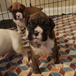 Boxers from Zaybar Kennel