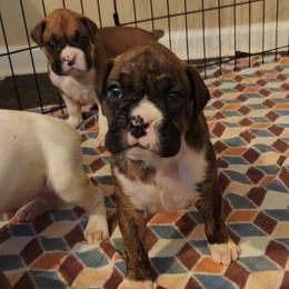 Boxers from Zaybar Kennel
