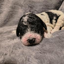 Boy 2 - Parti male Goldendoodle puppy in La Junta, Colorado from Double J’s Doodles