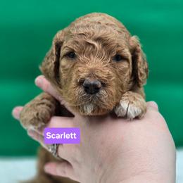 Scarlett - Red female Bernedoodle puppy in Summerville, South Carolina from Channys Doodles