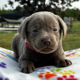 Red collar - Silver female Dilute Retriever puppy in Douglass, Kansas from JP Kennels, LLC