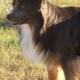 Miniature American Shepherds, Miniature Australian Shepherds, and Toy Australian Shepherds from Southern Promise Aussie’s