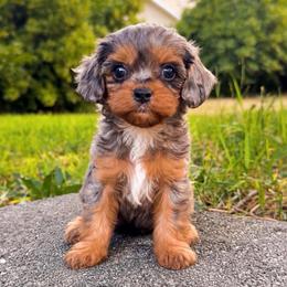 Bo Peep - Merle female Cavapoo puppy in Salt Lake City, Utah from SunnySide Mini Doodles
