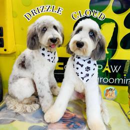 Drizzle - Parti male Double Doodle puppy in Southwest Ranches, Florida from Dandy Doodle Ranch