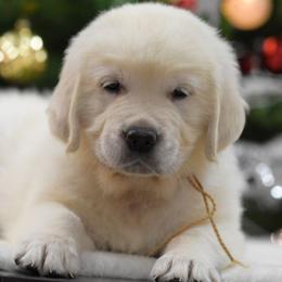 Golden Retriever Puppies from OC Goldens