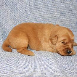 Flounder - Dark golden male Golden Retriever puppy in New Weston, Ohio from Bertke AKC Golden Retrievers and Bernese Mountain Dogs
