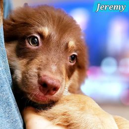 Jeremy - Red tri male Miniature Australian Shepherd puppy in Punta Gorda, Florida from Christie's Creekside Aussies