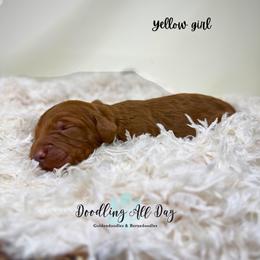 Yellow girl - Red  female Goldendoodle puppy in Valdese, North Carolina from Doodling All Day Goldendoodles