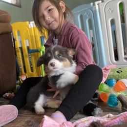 Puppy 1 - Blue male Pembroke Welsh Corgi puppy in Port Republic, Maryland from Bestfurends