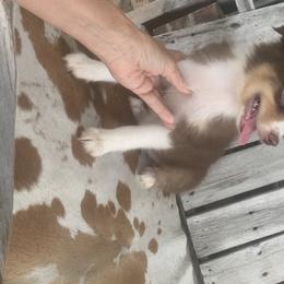 Miniature Australian Shepherd Puppies from Texas Miniature Aussies
