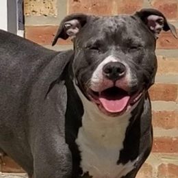 American Bullies from OG BULLIES