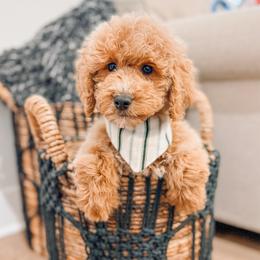 Easton - Red  male Goldendoodle puppy in Iola, Texas from Supreme Doodles of Texas
