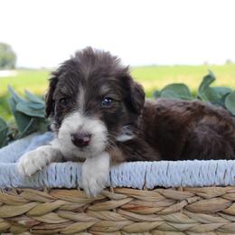 Scout - Sable male Bordoodle puppy in Ashland, Ohio from Cherry Blossom Doodles