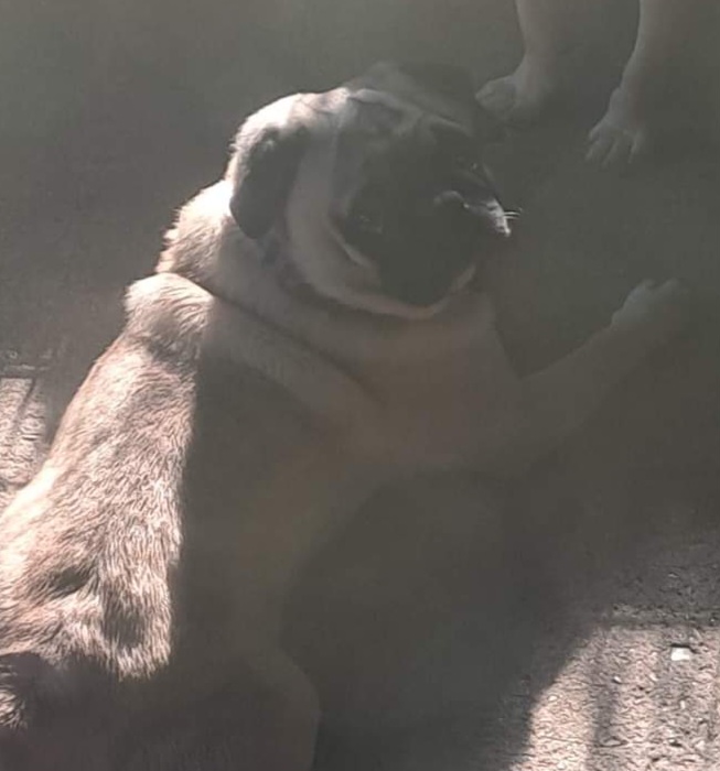 Pugs from Pearl River Pugs