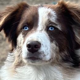 Shar - Australian Shepherd