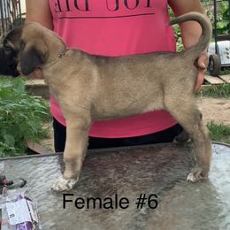 Girl 6 - Fawn female Anatolian Shepherd Dog puppy in Daggett, Michigan from T&S Anatolians