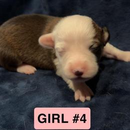 Girl 4 - Sable female Pembroke Welsh Corgi puppy in Vilonia, Arkansas from Kelsie Prieskorn