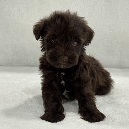 Sugar Pie Male 4 AKC Mega Coat - Liver male Miniature Schnauzer puppy in Pageland, South Carolina from New Haven Farms