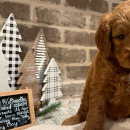 Boy 3 - Purple Collar Boy - Red  Goldendoodle puppy in Mansfield, Texas from Double H Doodles