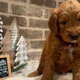 Boy 3 - Purple Collar Boy - Red  Goldendoodle puppy in Mansfield, Texas from Double H Doodles