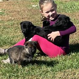 German Shepherds from Carlson Hill Farm