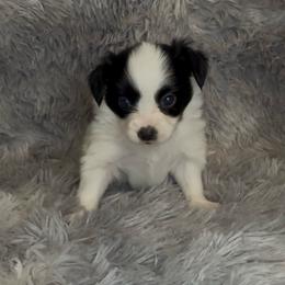 Prince - White and black male Papillon puppy in Howe, Oklahoma from Southern Sweet Papillons