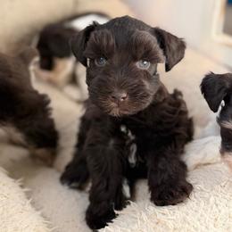 Hershey - Liver male Miniature Schnauzer puppy in Sterling, Idaho from Sterling Schnauzer's