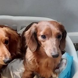 Companion Crosses, Dachshunds, and French Bulldogs from Mid Michigan Paws
