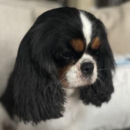 Tess - Cavalier King Charles Spaniel