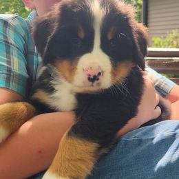 Daisy - Black rust and white female Bernese Mountain Dog puppy in Auburn, Indiana from Swamp Creek Berners