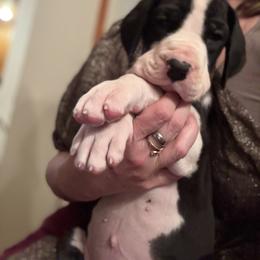 Name pending - Mantle male Great Dane puppy in Cadillac, Michigan from Garrow Danes House of Blues