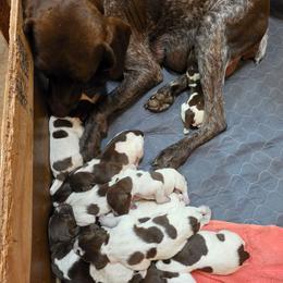 Girl 1 - Liver and white female German Shorthaired Pointer puppy in Henderson, Texas from C4 Gun Dogs