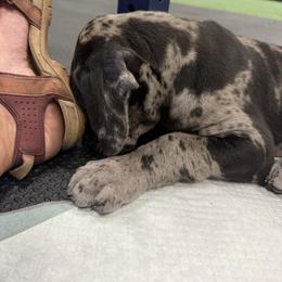 Great Dane Puppies from Split Rock Danes