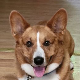 Ronin - Cardigan Welsh Corgi
