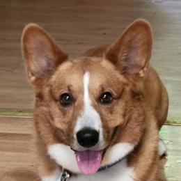 Ronin - Cardigan Welsh Corgi