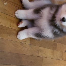 Pomsky All Grown Up from JC's Mitten Pomskies