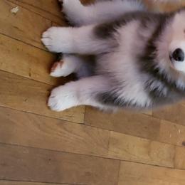 Pomsky All Grown Up from JC's Mitten Pomskies
