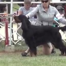 Bertie - Gordon Setter