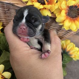 Orange collar - Tricolors female French Bulldog puppy in Tucson, Arizona from Furever Friends