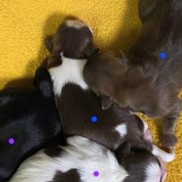 Chocolate spotted boy - Liver and white male Shih Tzu puppy in Vinita, Oklahoma from Locust Creek Shih Tzu & Havanese