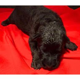ALPHA - Black and red female German Shepherd puppy in Yorkville, Illinois from Vom Archbold Haus World Class German Shepherds