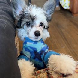 Chihuahua and Chinese Crested Puppies from Western Kentucky Chihuahua’s and Chinese Crested’s