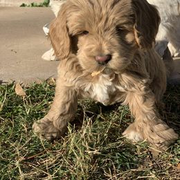 Australian Labradoodle Puppies from Sundance Labradoodles