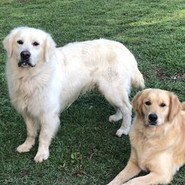 Goldendoodles, Golden Retrievers, and Poodles from Refinery Retrievers