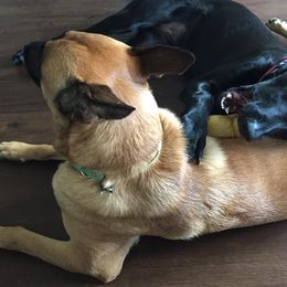 Belgian Malinois and Dutch Shepherds from Reinwald Kennels
