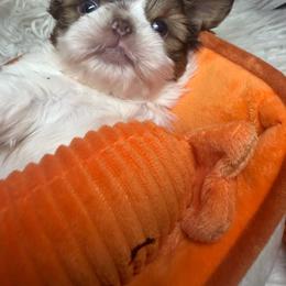 Merlot - Red and white male Shih Tzu puppy in Coolidge, Arizona from Shih Tzu’s  ‘N’ Love