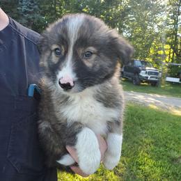 Duke-Blue Collar - Brindle male Border Collie puppy in Chester, Vermont from Countryside Border Collies