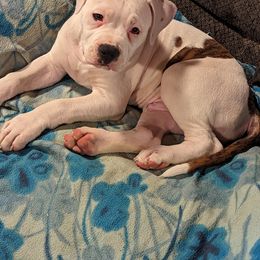 American Bulldog Puppies from Ugly Kluck Farm