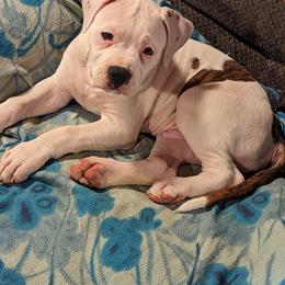 American Bulldog Puppies from Ugly Kluck Farm